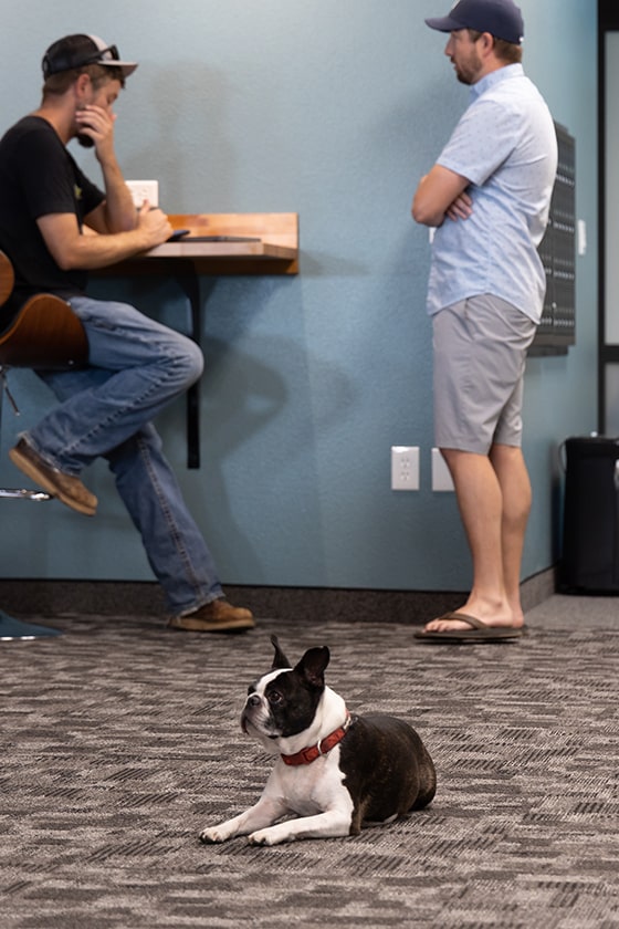 Our boston terrier lays on the rug in front of two men networking.