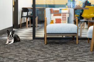 onflume's resident boston terrier sits in the lounge area.